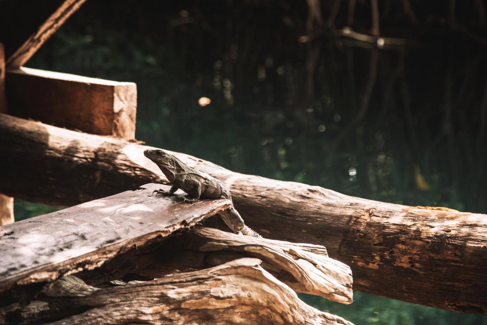 Uman Glamping & Cenote Tulum Hotel Ngoại thất bức ảnh
